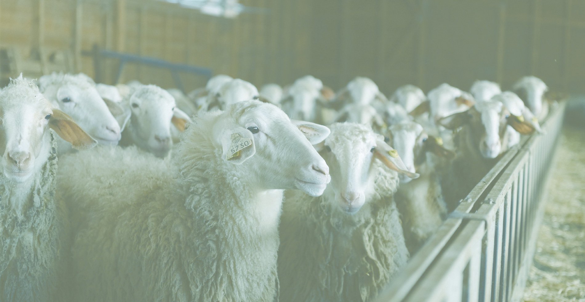 Πρόβατα σε σταύλο